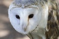 White-headed owl posing and looking at camera Royalty Free Stock Photo