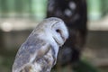 White-headed owl posing and looking at camera Royalty Free Stock Photo