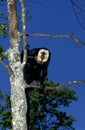 White Headed Saki, pithecia pithecia, Male standing in Tree Royalty Free Stock Photo