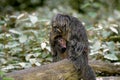 White Headed Saki, pithecia pithecia, Mother with Yound Royalty Free Stock Photo