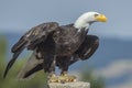 White headed sea eagle (Haliaeetus leucocephalus) Royalty Free Stock Photo