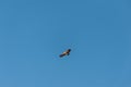 White-headed Vulture In Flight Over Etosha