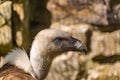 White-headed vulture. A large adult from the order Falconiformes and the family of hawks. Interesting animal feeds