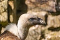 White-headed vulture. A large adult from the order Falconiformes and the family of hawks. Interesting animal feeds