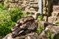 White-headed vulture. A large adult from the order Falconiformes and the family of hawks. Interesting animal feeds