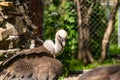 White-headed vulture. A large adult from the order Falconiformes and the family of hawks. Interesting animal feeds