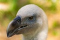 White-headed vulture. A large adult from the order Falconiformes and the family of hawks. Interesting animal feeds