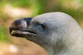 White-headed vulture. A large adult from the order Falconiformes and the family of hawks. Interesting animal feeds