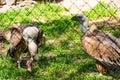 White-headed vulture. A large adult from the order Falconiformes and the family of hawks. Interesting animal feeds