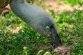 White-headed vulture. A large adult from the order Falconiformes and the family of hawks. Interesting animal feeds