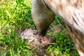 White-headed vulture. A large adult from the order Falconiformes and the family of hawks. Interesting animal feeds