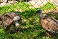 White-headed vulture. A large adult from the order Falconiformes and the family of hawks. Interesting animal feeds