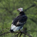 White-headed vulture perched on a branch, Serengeti