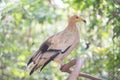 White-headed Vulture. White scavenger vulture or pharaoh`s chicken Neophron percnopterus Royalty Free Stock Photo