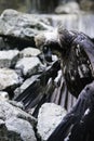 A white-headed vulture sits on stones and dries wings after rain