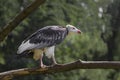 White-headed vulture sits on a tree branch