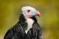 White-headed vulture, Trigonoceps occipitalis, detail head portrait of bird, sitting on the tree branch with blue sky. Wildlife