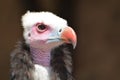 White-Headed Vulture (Trigonoceps Occipitalis)