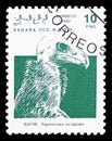 White-headed vulture (Trigonoceps occipitalis), Sahara Occ. serie, circa 1992