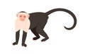 White-headed or white-faced capuchin with black body and long tail standing on four legs. Cute American species of