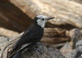 White-headed Woodpecker female leuconotopicus albolarvatus