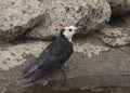 White-headed Woodpecker male leuconotopicus albolarvatus