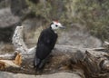 White-headed Woodpecker male leuconotopicus albolarvatus