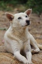 A white healthy and beautiful street dog. Royalty Free Stock Photo