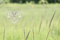 White heart grass (Cogongrass, Alang-alang, Lalang