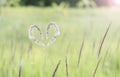 White heart grass (Cogongrass, Alang-alang, Lalang