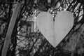 White heart with ribbon outdoor, black and white. Hanging wooden heart, monochrome. Romance and love concept. Valentines day.