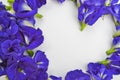 Blue butterfly pea flower frame of white heart Royalty Free Stock Photo