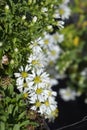 Heath aster Snow Flurry