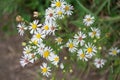 Closeup of Smooth White Aster Flowers