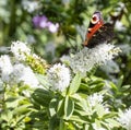 White hebe flower with a peacock butterfly