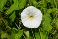 Hedge Bindweed - Calystegia sepium