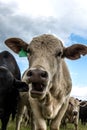 White heifer with mouth open close up Royalty Free Stock Photo