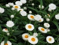 White Helichrysum Or Everlasting Straw Flower Royalty Free Stock Photo