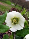 White Hellebore Winter Rose grows in the Fingerlakes Royalty Free Stock Photo