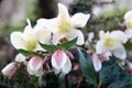 White hellebore blooming in springtime.