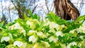 White hellebore flowers in natural environment. Christmas rose in the spring garden close-up with copy space. Poisonous garden Royalty Free Stock Photo