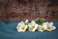 white hellebore flowers