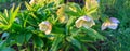 White hellebore Helleborus hybridus Royalty Free Stock Photo