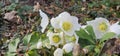 White hellebore (Helleborus purpurascens) blooming in early spring Royalty Free Stock Photo