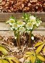 White hellebore