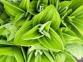 White hellebore (veratrum album)