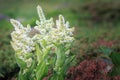 White Hellebore, Veratrum Album poisonous mountain flower