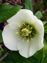 Fingerlakes white Hellebore perennial flower vertical