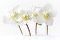 white hellebores flowers snow background Royalty Free Stock Photo