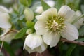 White hellebores \'Lenten Rose\'. A flowering hellebore (Helleborus niger) Royalty Free Stock Photo